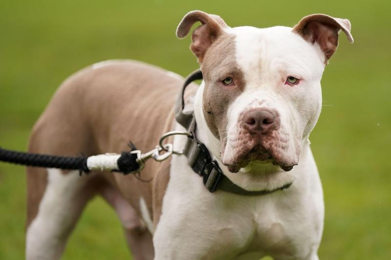 Anglia interzice deţinerea unui câine neînregistrat din rasa XL Bully