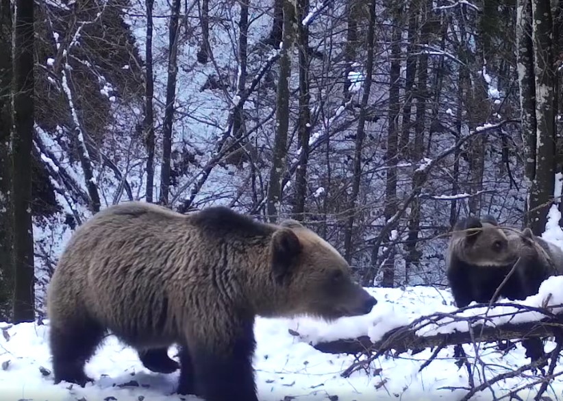 Imagini spectaculoase. O ursoaică și puii săi explorează o cameră de monitorizare în Parcul Natural Munții Maramureșului.