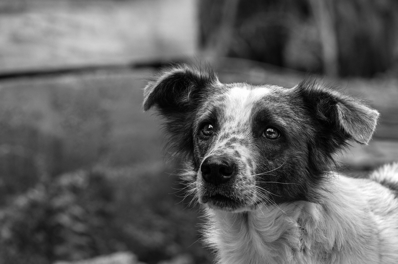 Câinii fără stăpân din adăposturile pentru animale ar putea fi salvați de la eutanasiere. Este încurajată sterilizarea lor.