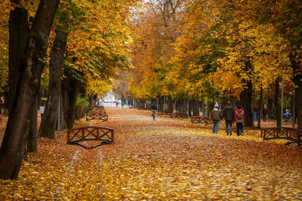 Temperaturi în creștere și maxime de 15 grade. Zona de munte a Clujului, sub Cod portocaliu de vânt puternic.