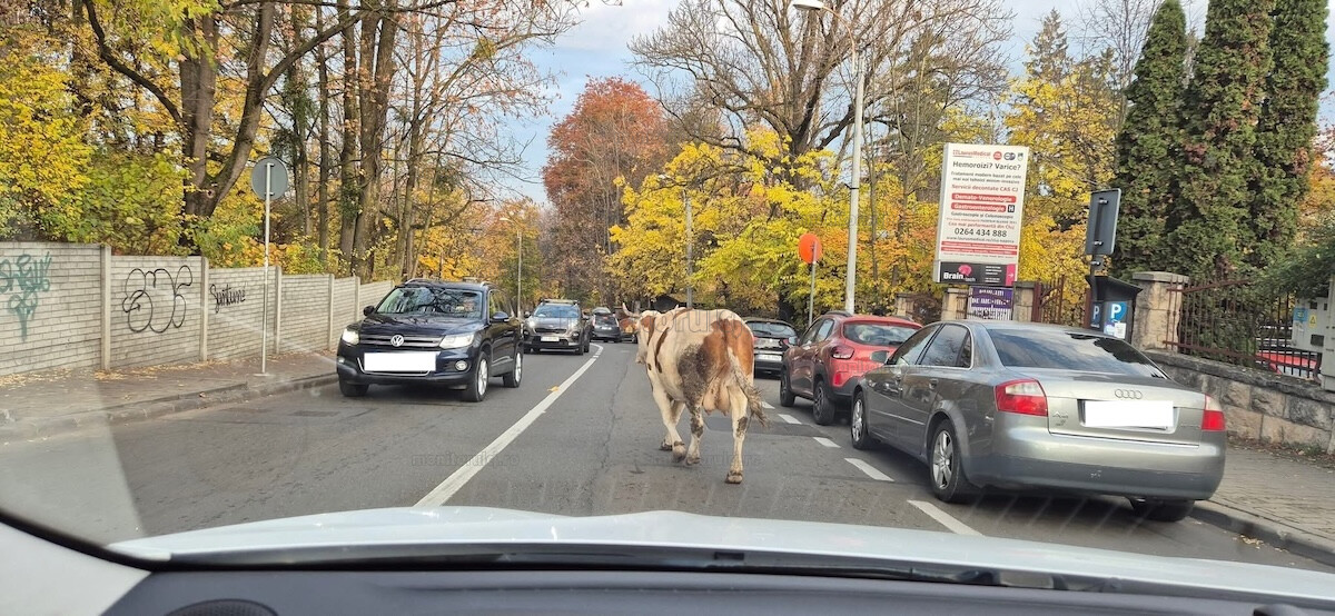 A comandat cineva lapte la cafea? O vacă se plimbă nestingherită pe străzile din Cluj-Napoca.