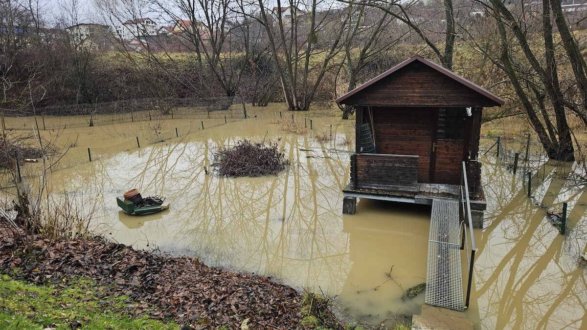 Castorul problemă a revenit în Mănăștur. Terenuri inundate.